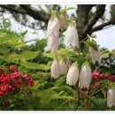 바다요정 이미지