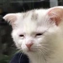 상봉PC방 | 백수탈출⋆ ˚｡⋆୨୧˚(대한미소황소곱창, 하울즈, 상봉 칼국수)