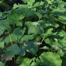 평창팜영농조합법인 이미지