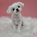 뽀도독 이미지