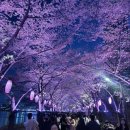 공영무역(주) | 서울 벚꽃 야장 + 여의도 벚꽃 현황, 석촌호수축제 마지막날 후기