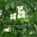 꽃차만들기 이미지