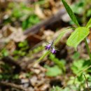 당개지치 Brachybotrys paridiformis Maxim. ex Oliv.(지치과 당개지치속) 이미지