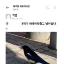 까치 이미지