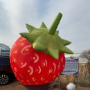 남촌농장 | 인천 딸기의하루/ 아이랑 딸기체험농장 솔직후기:)