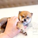 해피애견타운 분당판교점 이미지