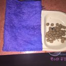 황금실내낚시터