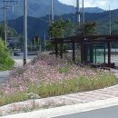 봉평메밀마을 - 동구 | 봉평메밀마을