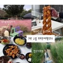 해미읍성황토펜션 | 명소] 핑크뮬리&amp;갈대&amp;알파카 청산수목원, 탕수육 찐맛집 영빈관 , 해미읍성왕꽈배기_1박 2일 태안 여행