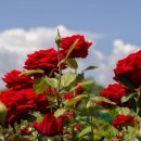 장미회집 이미지