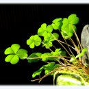 생명의 소리 이미지