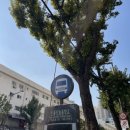 용산-이촌-202 이미지