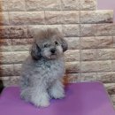 코코펫 살롱 호텔 이미지