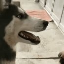 하룻 강아지 이미지