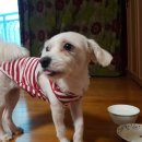 개언니네 이미지