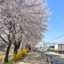 김포대로926번길 보행자도로 | 경기도 김포 벚꽃 명소 2025 계양천 벚꽃축제 일정 위치 정보