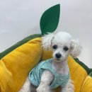 야옹아 멍멍해봐 대흥점 이미지