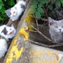 야산에 버려진 수십마리 아기 고양이 이미지