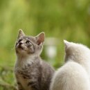 개청순한고양이 이미지