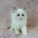 강남고양이분양 러브앤캣 이미지