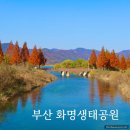 부산 화명생태공원 메타세쿼이아 명소 단풍 주차장 애기동백 개화상황