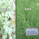 영월약초 - 안산시 상록구 | 영월약초