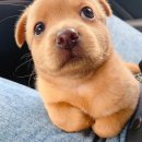 가재골 수제비 이미지