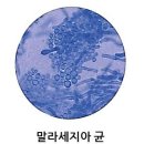 &#34;저자극 클렌징젤&#34; 4종 비교 - 모낭염 홍조 여드름 민감 피부 (제로이드, 닥터지, 포레덤, 더파이)