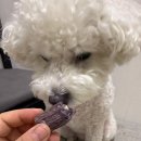 내강아지 | 강아지 덴탈껌 급여 후기, 내 반려견이 반한 슈퍼포우 오래츄