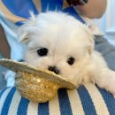 하얀강아지 이미지