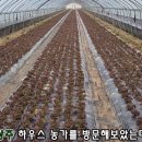 호남종묘농약사 이미지