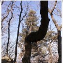 양곡주유소-양곡사거리 | [20110220]서초알프스종주(구룡산ㆍ대모산ㆍ인능산ㆍ청계산ㆍ우면산) - 4부