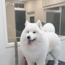 해피독쌤 이미지