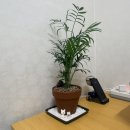 행잉플랜트 공기정화식물체험 | 공기정화 반려식물 플랜테리어 집들이선물 테이블야자