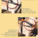 개만세 유치원(대형견) | [내돈내산] 대형견 하네스 분독 앞섬방지/골든리트리버 망고 착용 후기