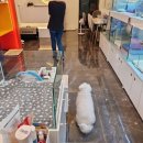 멍블랑 강아지분양 시흥배곧점 이미지