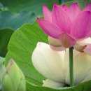 물미연꽃마을 이미지