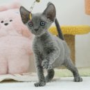 라온캣 대구고양이분양 낭만펫 강아지분양 대구점 | 대구고양이분양 믿고 맡긴 라온캣 대구점, 방문해봤습니다!