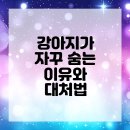 대경동물병원 | 강아지, 숨어있는 이유를 알아보자! 연수구동물병원