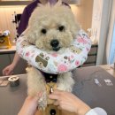 한걸음더 재활한방 동물병원 이미지