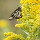 골든13(Golden13) 이미지