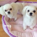 까까몽 애견미용실 이미지