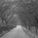 밤나무곡 이미지