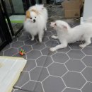 쁘띠펫 네이버블로그