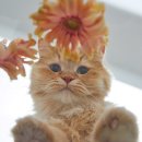 나만없어고양이 이미지