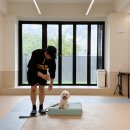 굿독 | 강아지 유치원 베럴독 애견 훈련소 후기 w. 조재호 훈련사