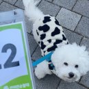 과천중앙빌딩 | 과천 반려견 순찰대 선발심사, 활동 선포식 후기