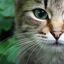 고양이 수염 이미지