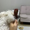 펫잇보리 이미지