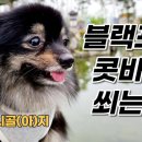 나비&아지 애견샵 네이버블로그
